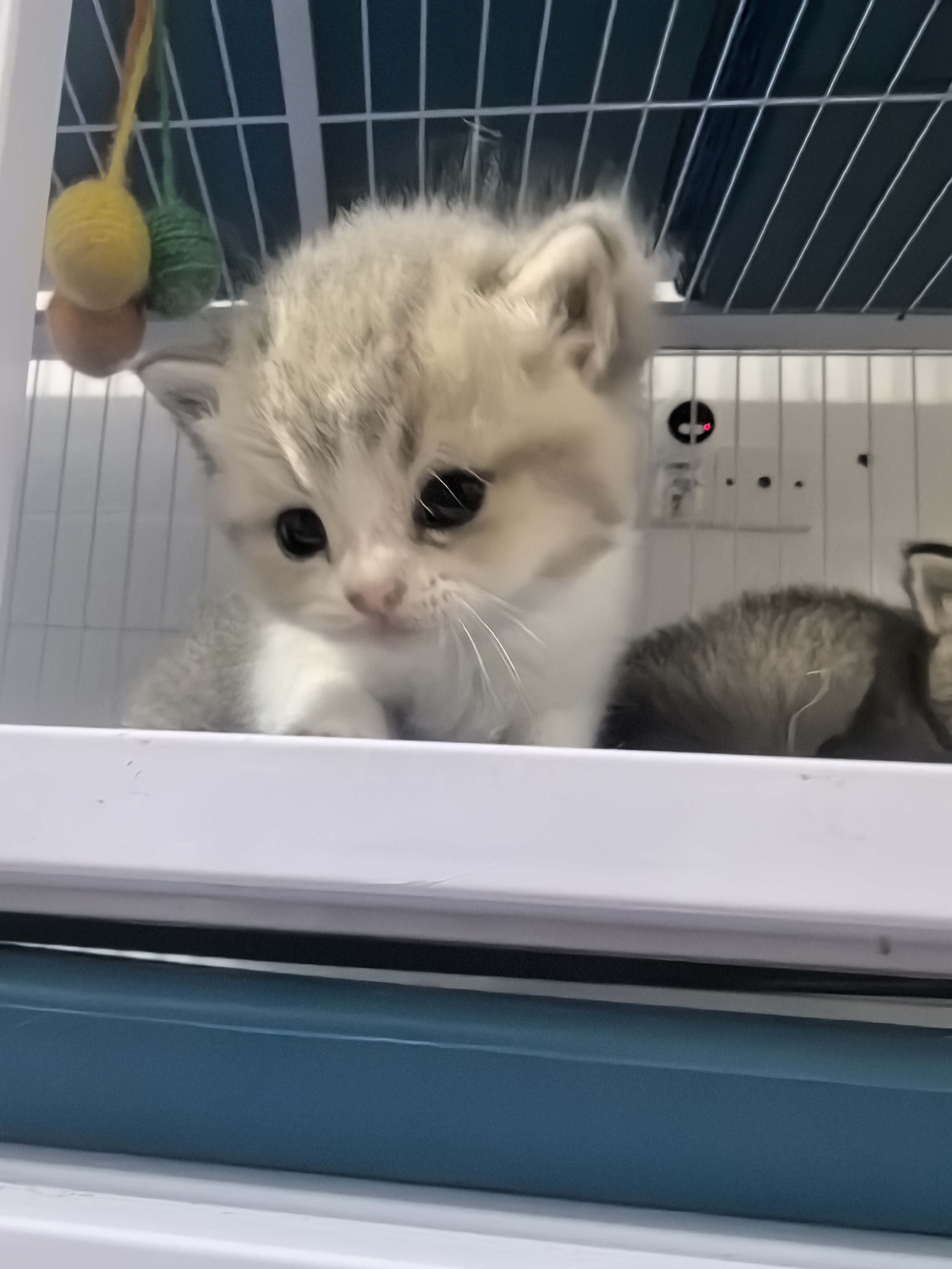 可爱的小猪咪